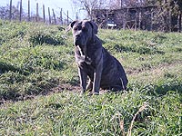 cane corso brindle